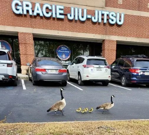 Tiger Academy of Martial Arts Picture 6