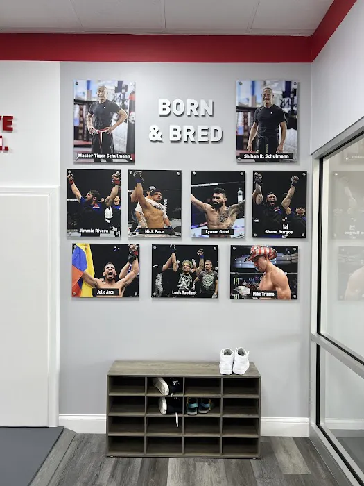 Tiger Schulmann's Martial Arts (West Orange, NJ) Picture 7