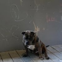 Academy of Tae Kwon Do ico