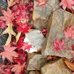 Black Belt School of Martial Arts