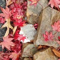 Black Belt School of Martial Arts ico