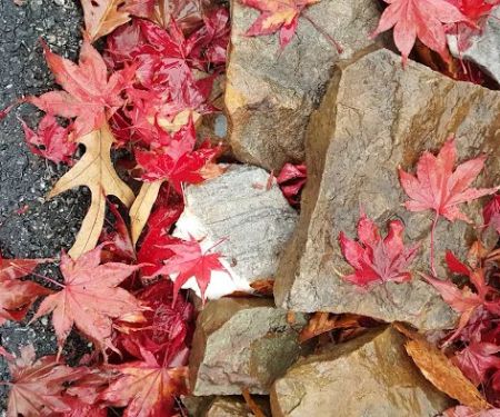 Black Belt School of Martial Arts