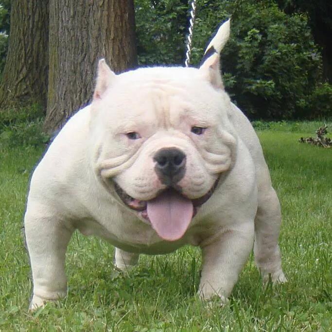 SELVA BJJ ACADEMY Picture 3