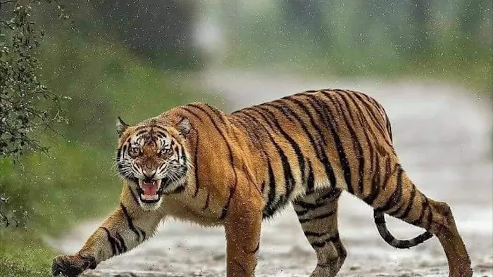 Ten Tigers Martial Arts Picture 9