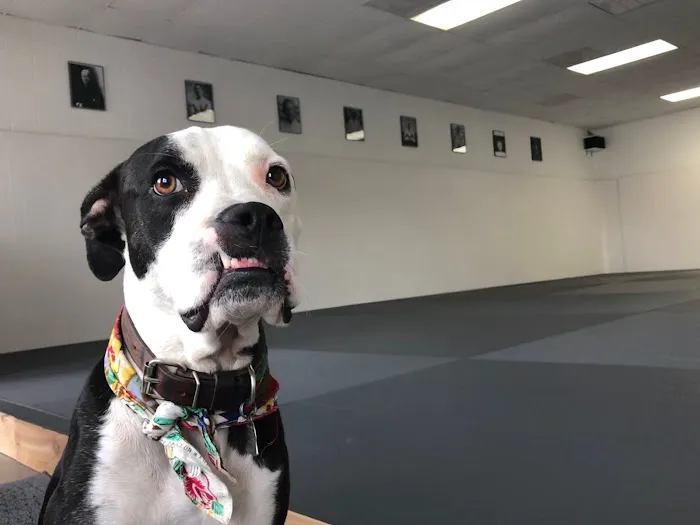 Dark Horse Combat Club Picture 5