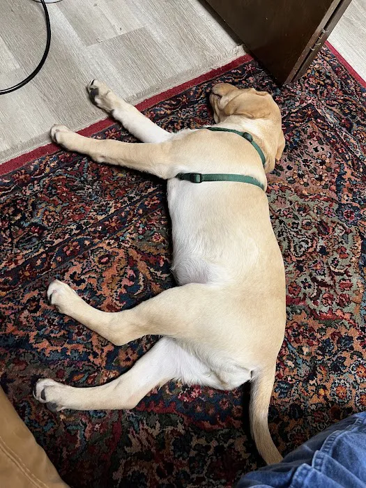 Golden Jiu Jitsu Picture 8