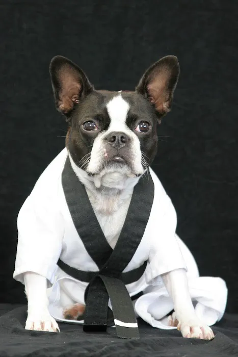 Safety America Karate Picture 2