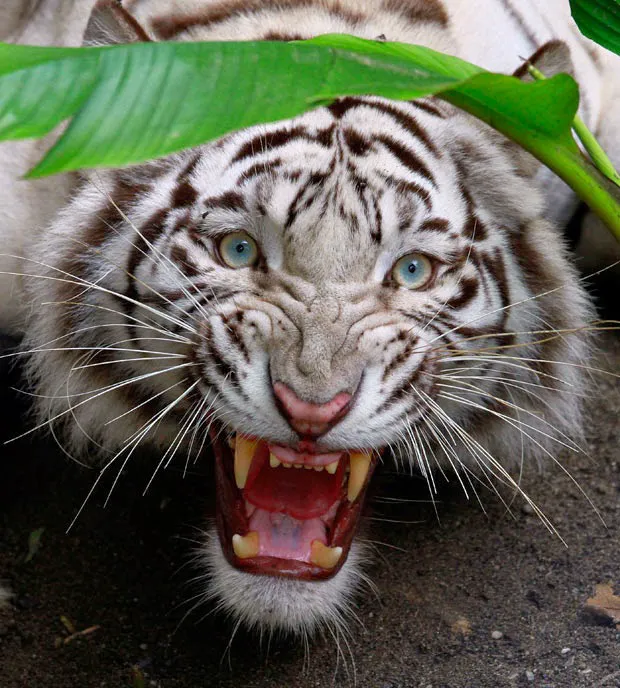 Authentic White Tiger Kung Fu/DFW Picture 4