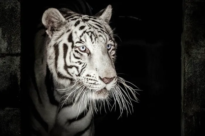 Authentic White Tiger Kung Fu/DFW Picture 5