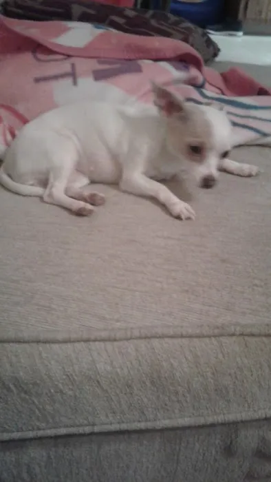 Hung Fa Yi Wing Chun of Az Picture 4