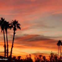 Goshin Karate & Judo Academy ico